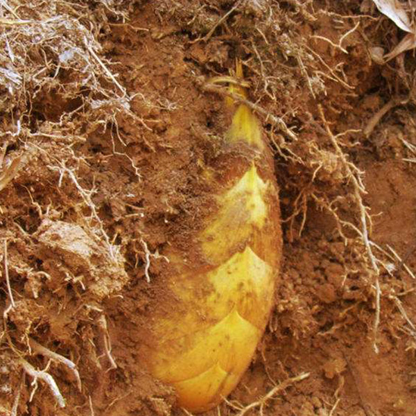 Three months old bamboo shoot